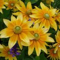 Rudbeckia hirta 'Prairie Sun'