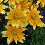 Rudbeckia hirta 'Prairie Sun'