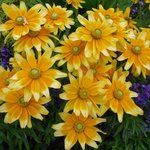 Rudbeckia hirta 'Prairie Sun'