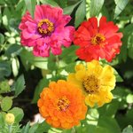 Zinnia