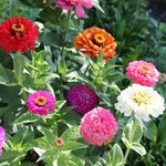 Zinnia