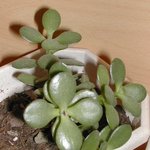 Crassula ovata syn. portulacea - Crassule