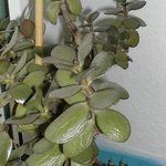 Crassula ovata syn. portulacea - Crassule