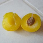 Mirabelle - Prunus domestica