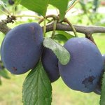 Quetsche - Prunus domestica
