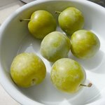 Reine-claude - Prunus domestica  