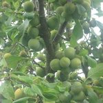 Reine-claude - Prunus domestica  