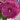 Hibiscus des marais - Hibiscus moscheutos