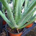 Aloe vera