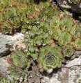 Sempervivum tectorum - Joubarbe