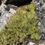 Sempervivum tectorum - Joubarbe