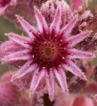 Sempervivum tectorum - Joubarbe