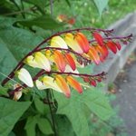 Mina lobata