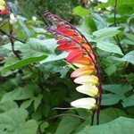 Mina lobata