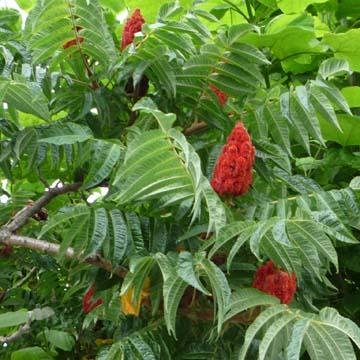  Sumac  de  Virginie  Rhus typhina