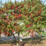 Sumac de Virginie - Rhus typhina