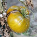 Tomate 'Evergreen'