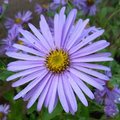 Aster x frikartii 'Mönch'