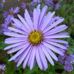 Aster x frikartii 'Mönch'