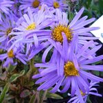 Aster x frikartii 'Mönch'