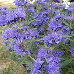 Caryopteris x clandonensis