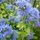 caryopteris clandonensis 'Heavenly Blue'