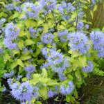 Caryopteris x clandonensis