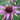 Echinacée purpurea 'Maxima' - Echinacea