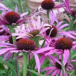 Echinacée purpurea 'Maxima' - Echinacea