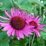 Echinacée 'After Midnight' - Echinacea