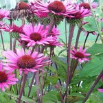 Echinacée 'After Midnight' - Echinacea