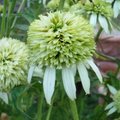 Echinacée 'Coconut Lime' - Echinacea