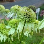 Echinacée 'Coconut Lime' - Echinacea