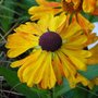 Helenium 'Waltraut' - Hélénie