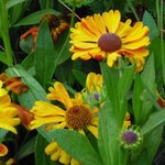 Helenium 'Waltraut' - Hélénie