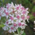 Sedum spectabile 'Frosty Morn' - Orpin