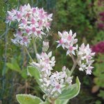 Sedum spectabile 'Frosty Morn' - Orpin