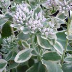 Sedum spectabile 'Frosty Morn' - Orpin