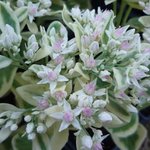 Sedum spectabile 'Frosty Morn' - Orpin