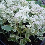 Sedum spectabile 'Frosty Morn' - Orpin