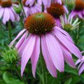 Echinacée 'Mistral' - Echinacea