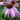 Echinacée 'Mistral' - Echinacea