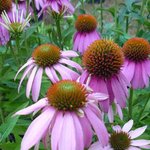 Echinacée 'Mistral' - Echinacea