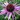Echinacée 'Profusion' - Echinacea