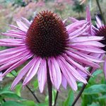 Echinacée 'Profusion' - Echinacea