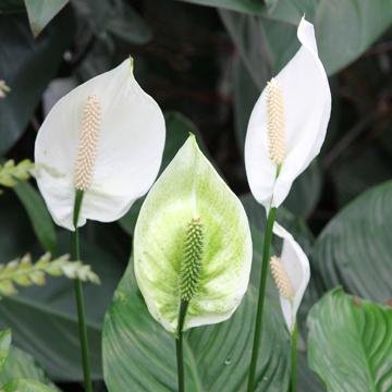 Spathiphyllum Fleur De Lune Rouge