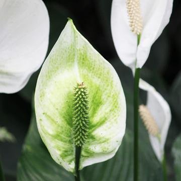 Spathiphyllum Fleur De Lune Rouge