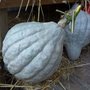 Courge Blue Hubbard