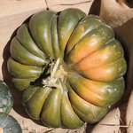 Courge musquée de Provence