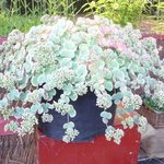 Sedum sieboldii